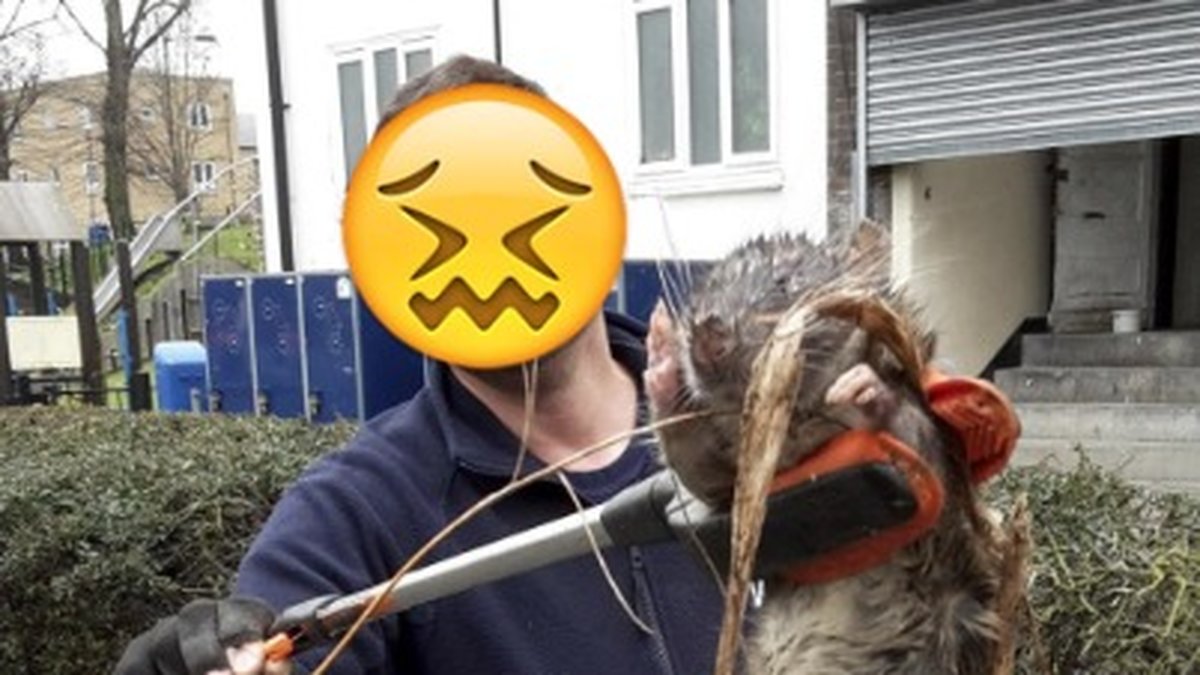En råttfångare hittade 6 monsterråttor på taket av ett bostadshus i södra London.